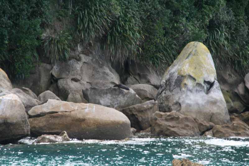 Nieuw-Zeeland 2011 - 0992